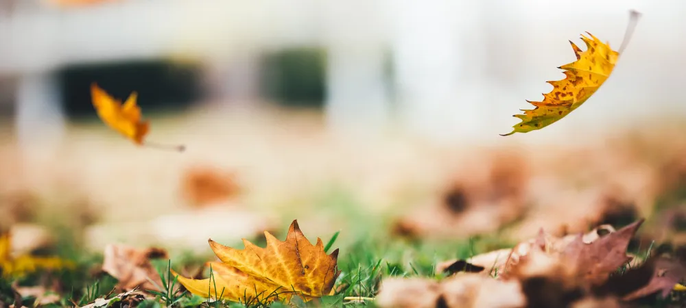 fall leaves falling on a lawn