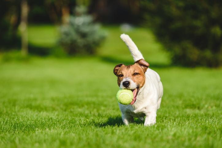 Dog