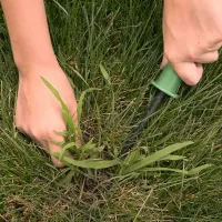 human hands removing weeds from grass with a tool