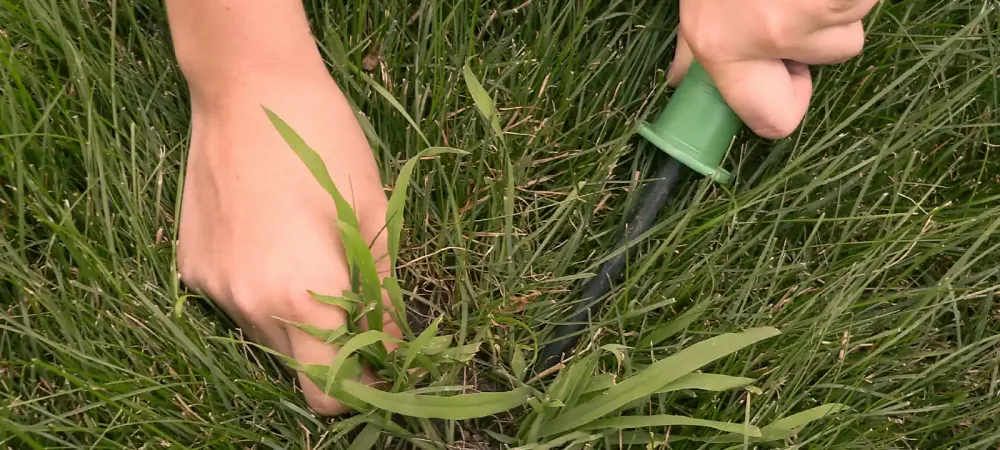 human hands removing weeds from grass with a tool