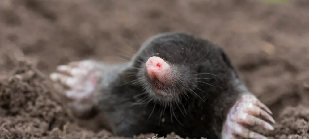 mole sticking its head out of a mound of dirt