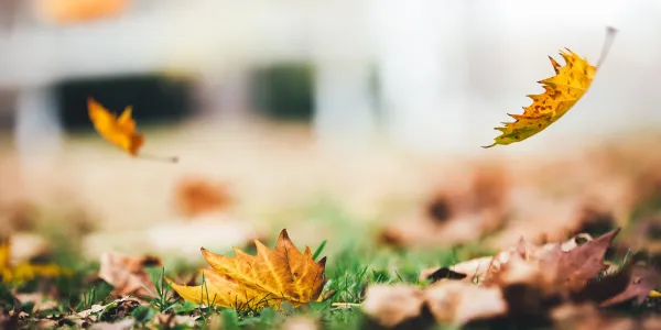 fall leaves falling on a lawn