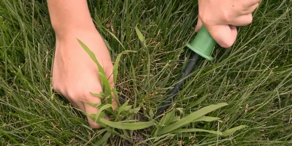human hands removing weeds from grass with a tool