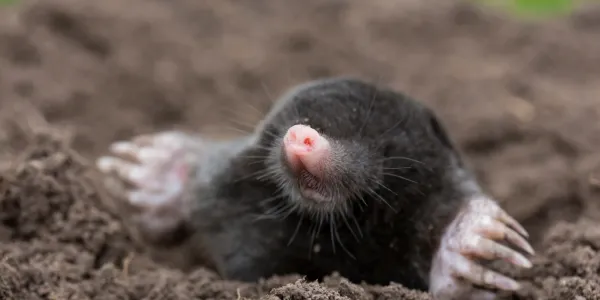 mole sticking its head out of a mound of dirt
